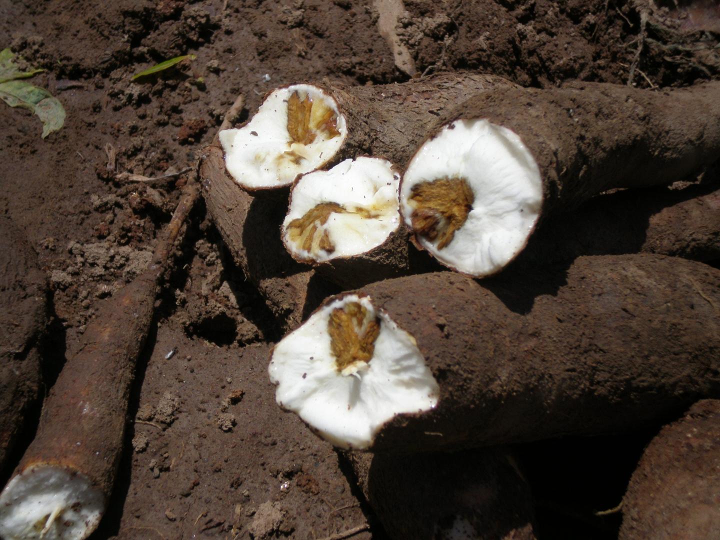 Cassava [IMAGE] EurekAlert! Science News Releases