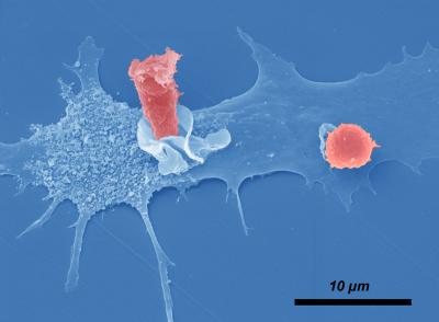 T Cells Interacting with a Dendritic Cell