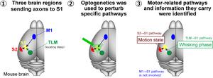 Mapping the Impact of Movement on Sensory Cortex Activity