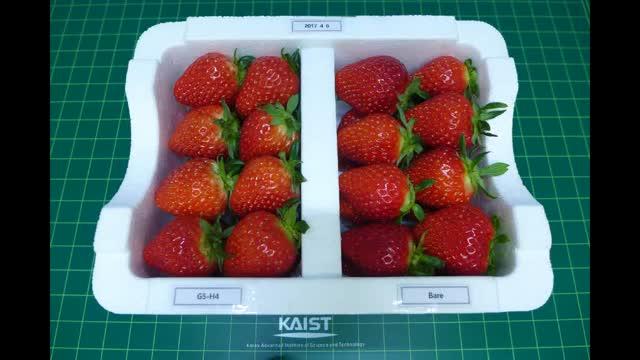 Video of Strawberries Incubating in Daily-life Settings