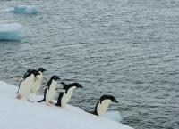 A Group of Adélie Penguins