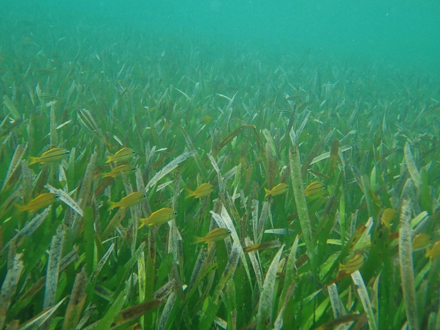 Seagrass Meadows