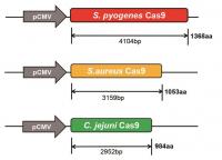 Comparison of Cas9 'Gene Scissors' from Different Bacteria