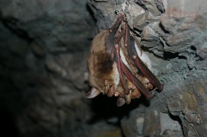 Greater mouse-eared bat