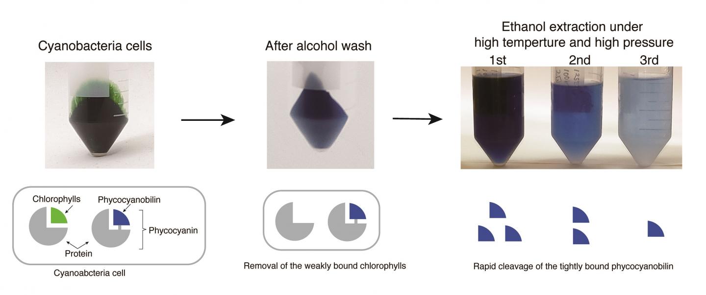 A highly efficient and rapid extraction method of PCB from cyanobacterial cells