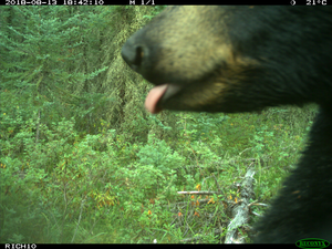 A black bear pictured near Fort McMurray in Alberta