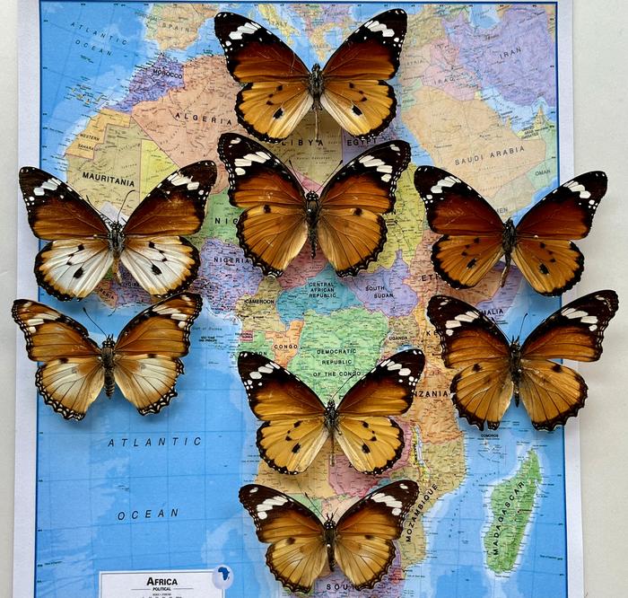 Diadem and African Queen butterflies