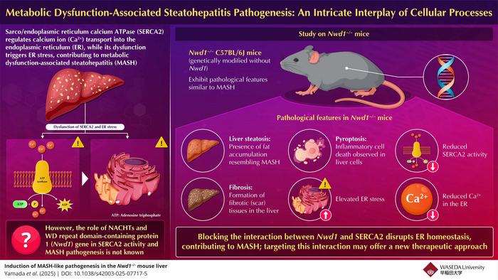 Metabolic dysfunction-associated steatohepatitis pathogenesis: An intricate interplay of cellular processes