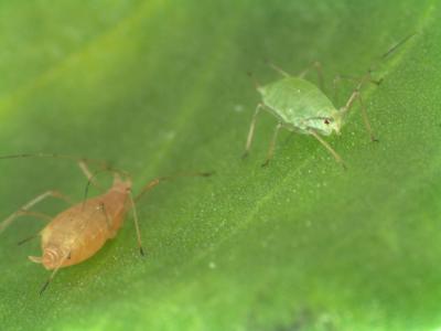 Pea Aphid