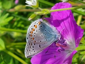 Drivers and pressures behind insect decline in Central and Western Europe based on long-term monitoring data