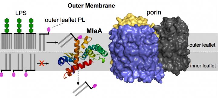 Cleaning of the Outer Membrane by MlaA