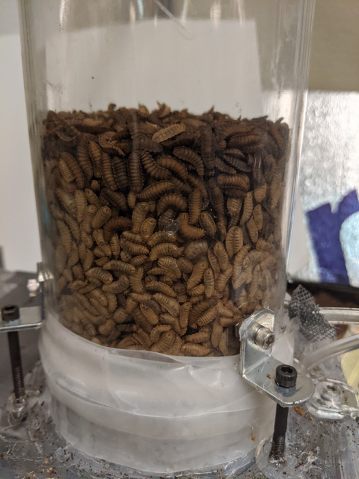 Black Soldier Fly Larvae in the lab