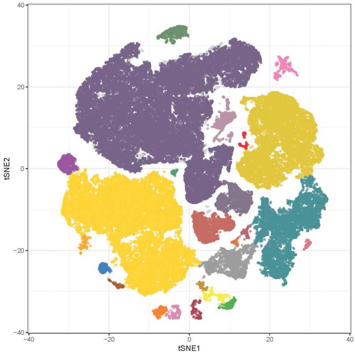 Clusters of MAIT Cells In Human Blood and Colon Biopsies