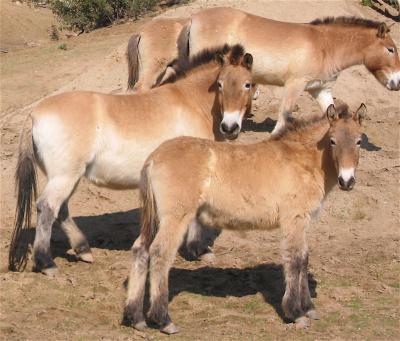 Endangered Horse Has Ancient Origins and High Genetic Diversity, New Study Finds