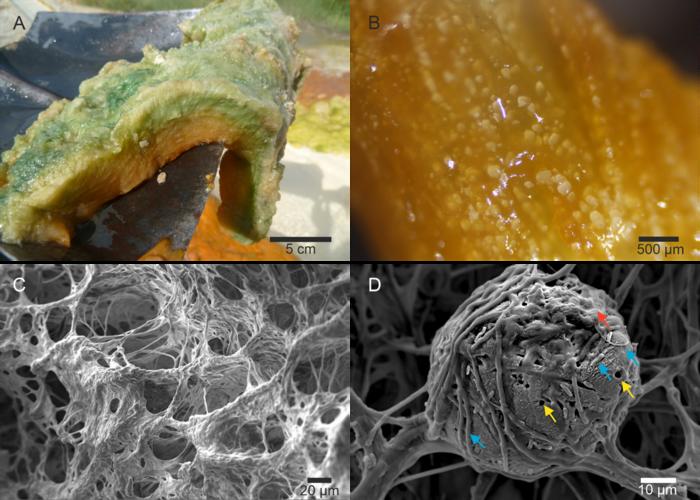 Biofilm structure analysis