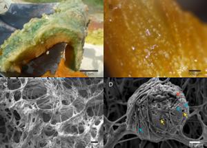 Biofilm structure analysis