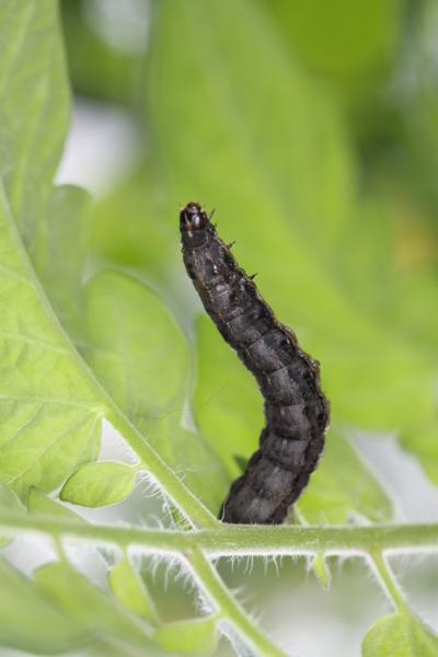 Spodoptera littoralis 2