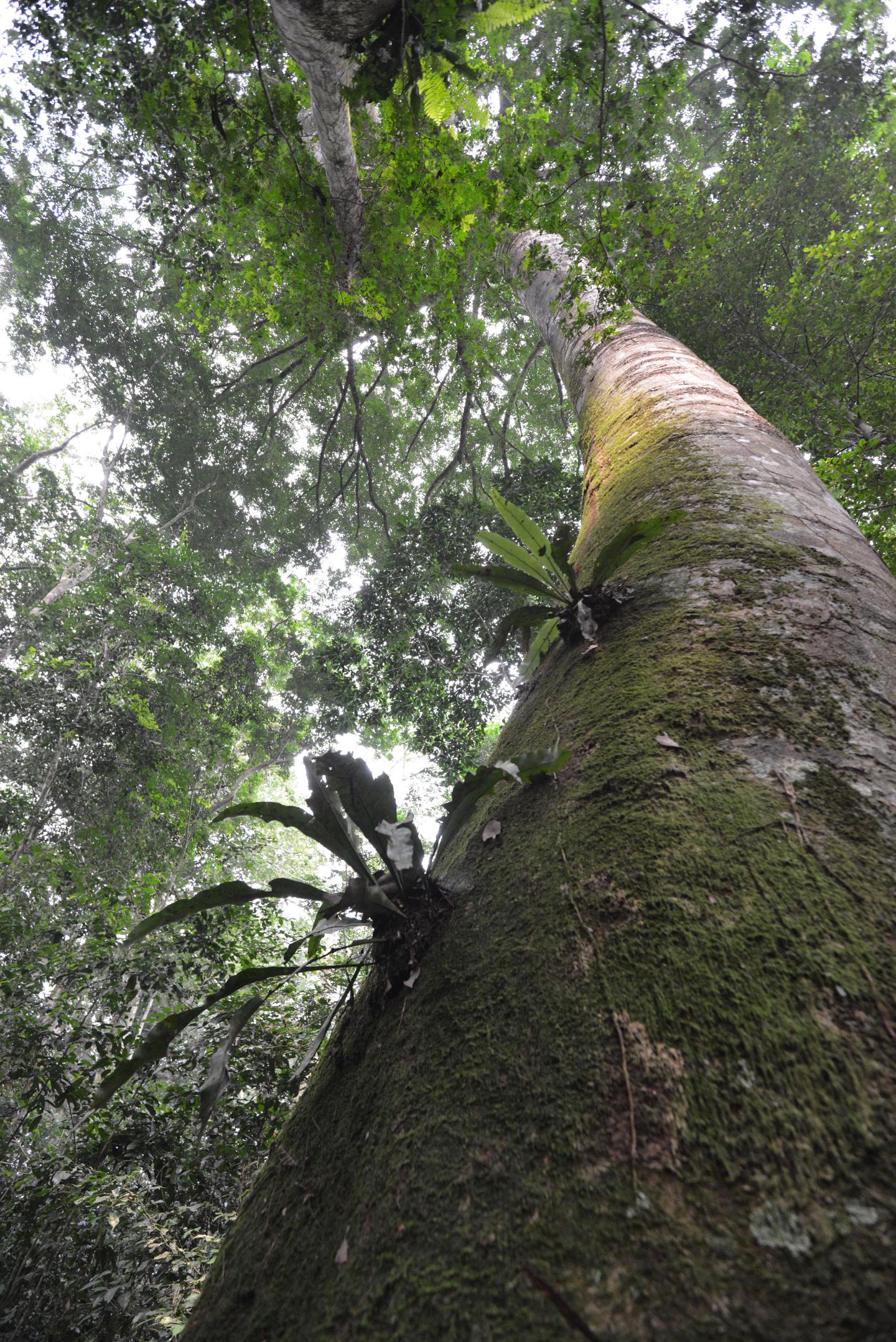 Do Rainforest Conservation Strategies Optimize Both Carbon Storage and Biodiversity? (8 of 12)