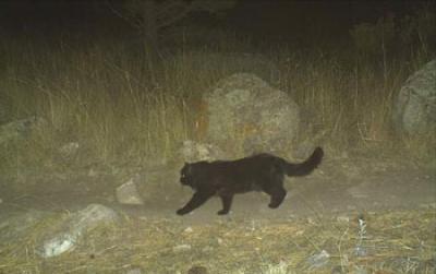 Photo of a Domestic Cat Taken by a Motion-activated Camera