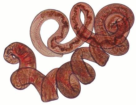 <i>Heligmosomoides polygyrus</i>