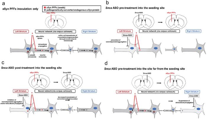 Protective effects of antisense oligonucleotides (ASOs) targeting Snca mRNA