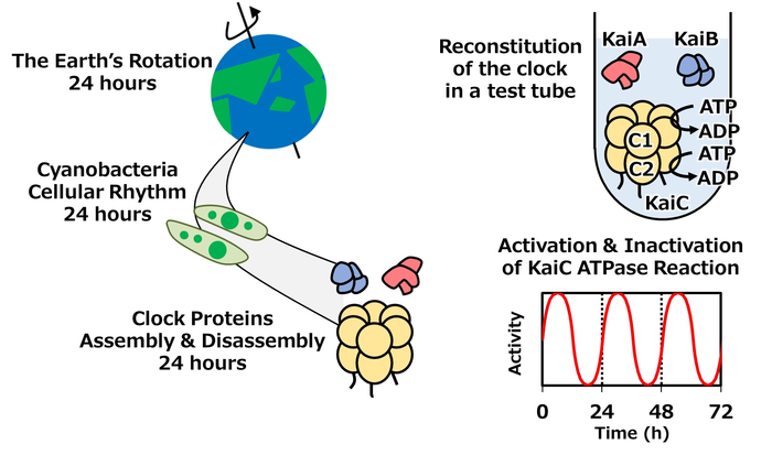 Figure 1: Role of KaiC ATPase in cyanobacterial circadian clock