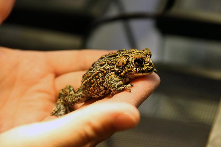 The New Dixie Valley Toad