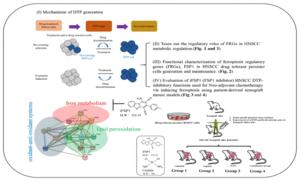 Figure 5. Graphical summary of the mechanisms underlying DTP generation.