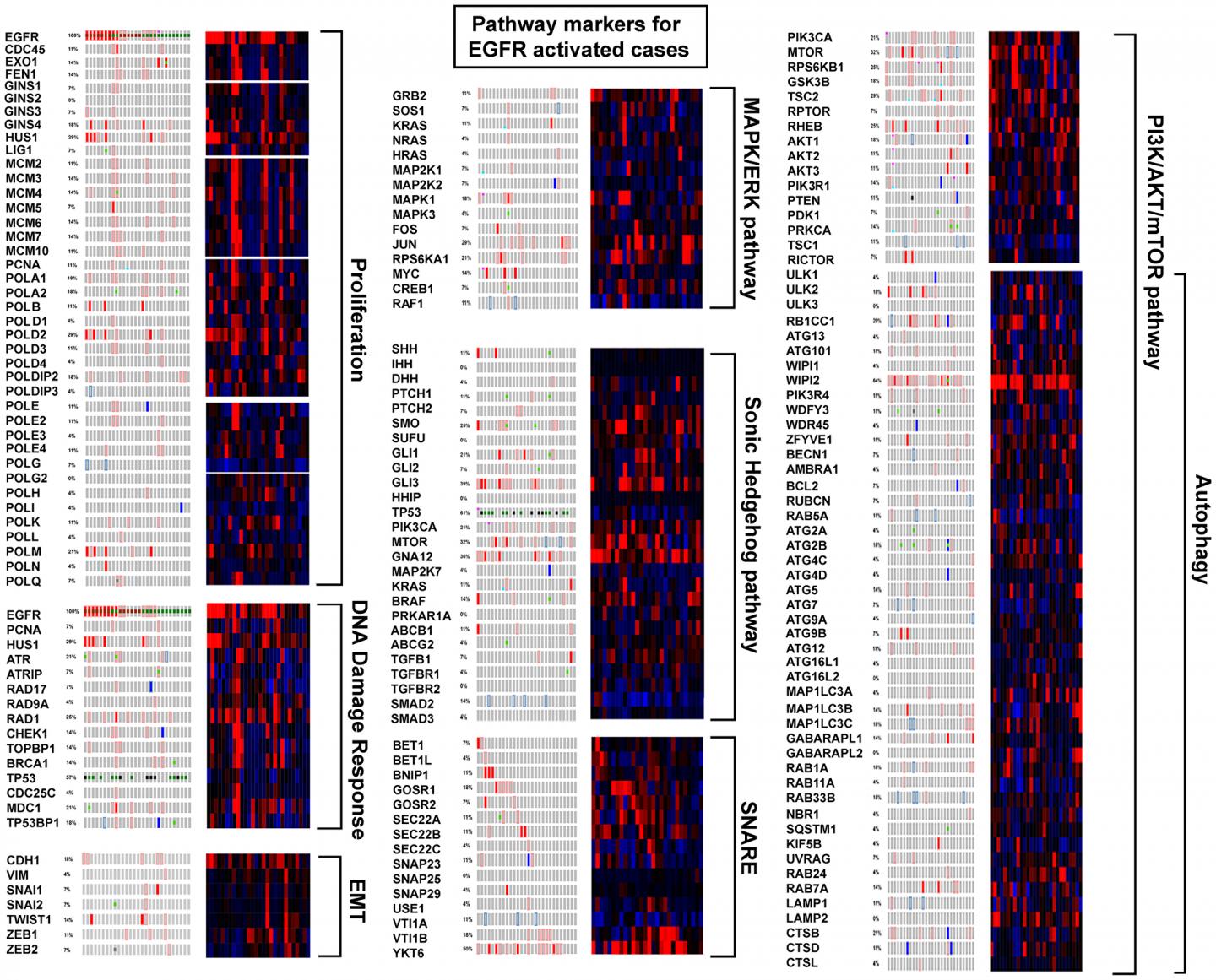 EGFR Activated Cases