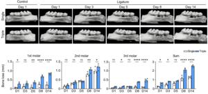 Evaluation of bone destruction volume using micro-CT imaging.