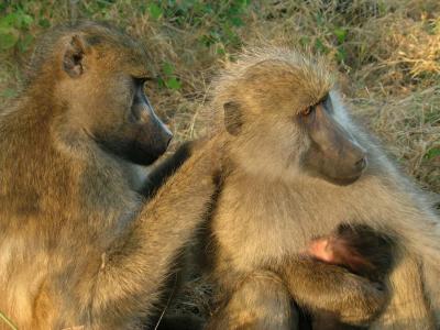 A Female Baboon Grunts to a Female With a Young Infant