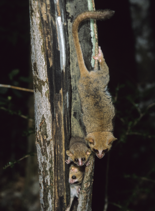 Female grey mouse lemur