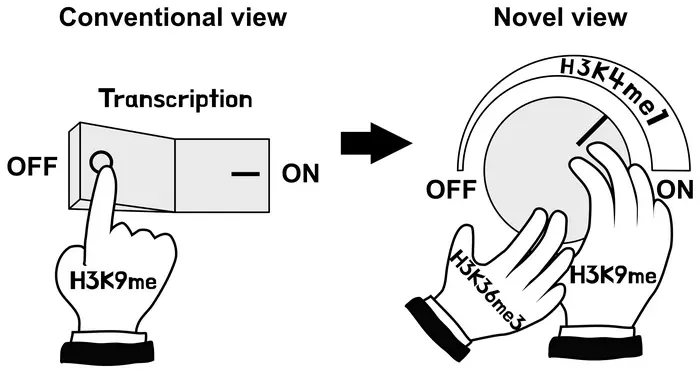 H3K9 methylation (H3K9me) as a dimmer switch