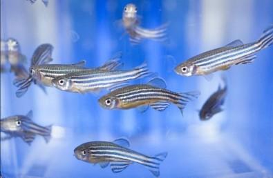 zebrafish Danio rerio to measure toxicity