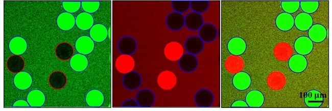 Confocal Laser