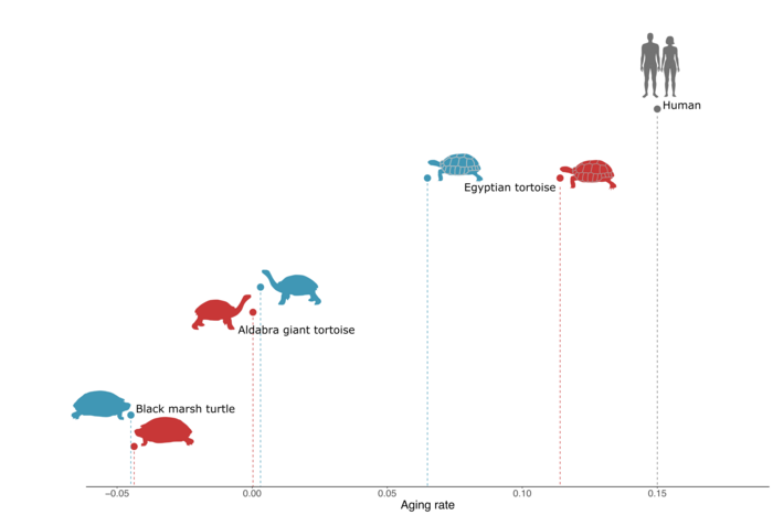 How Do Turtles Age Compared to Humans?  