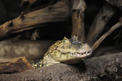 Broad-Snouted Caiman