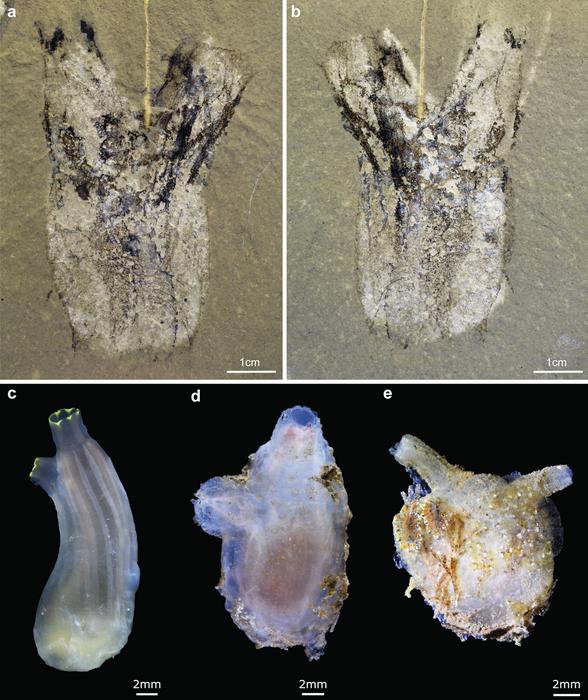 Tunicate Figure 2.jpg [IMAGE] | EurekAlert! Science News Releases