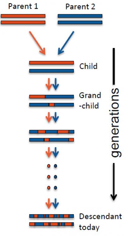 Admixture Process