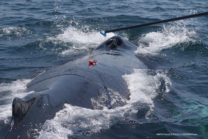 Suction cup on humpback whale in Massachusetts