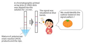 A novel DNA diagnostic system that can identify Japanese citrus cultivars