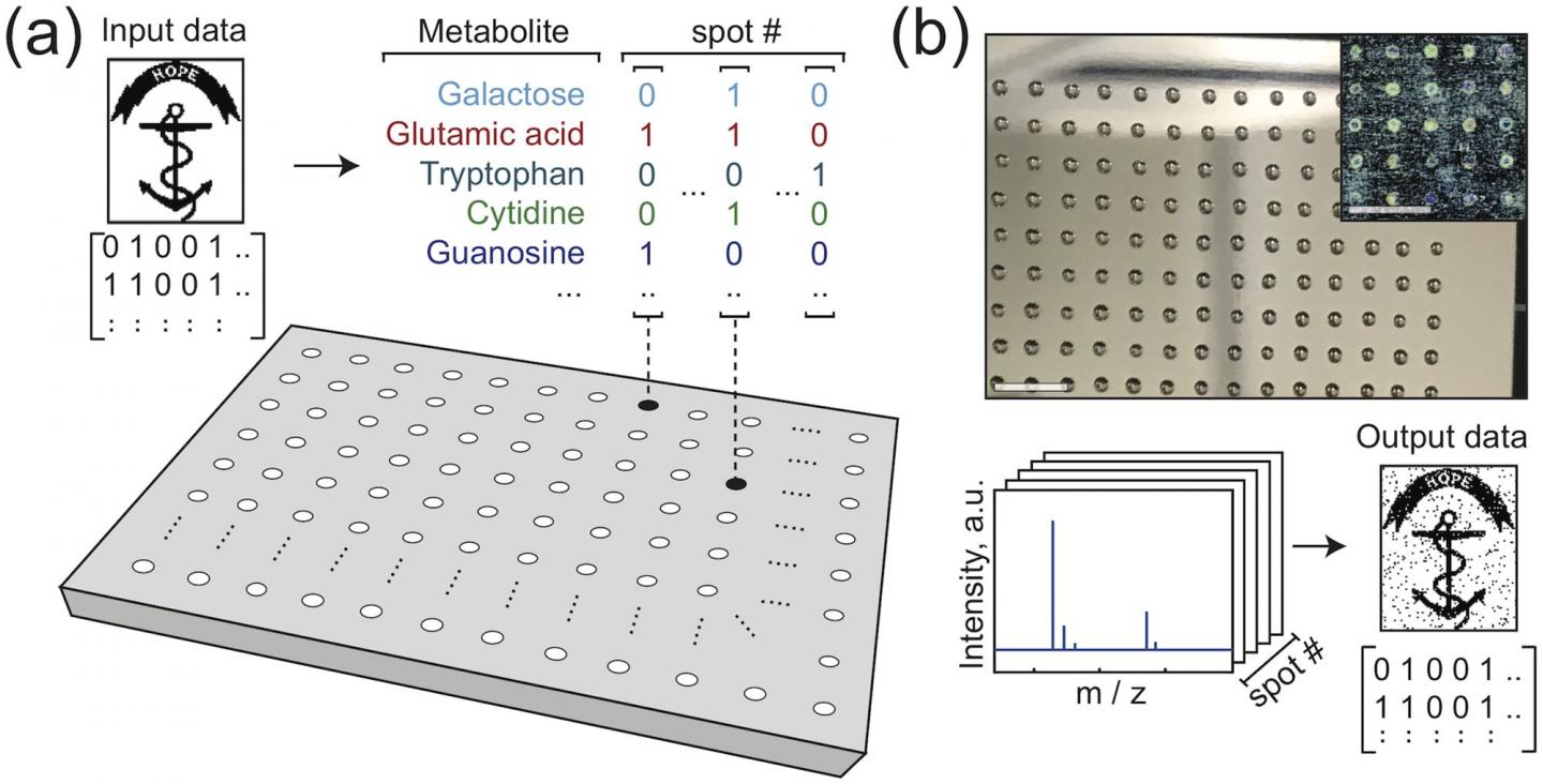 Researchers Save Images not with a Microchip, but with Metabolites