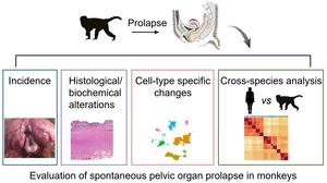 Conserved and divergent features of spontaneous POP in rhesus macaque as animal models