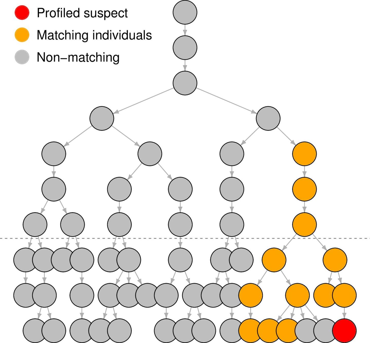 How Convincing is a Y-chromosome Profile Match Between Suspect and Crime Scene?