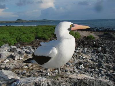 Adult Nazca Booby