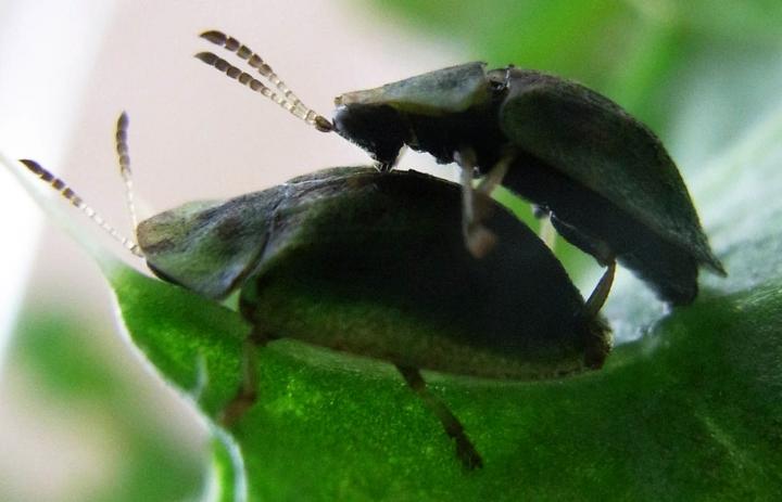 Thistle Tortoise Beetles (<i>Cassida rubiginosa</i>) Having Sex