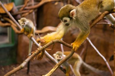 Squirrel Monkey (1 of 2)