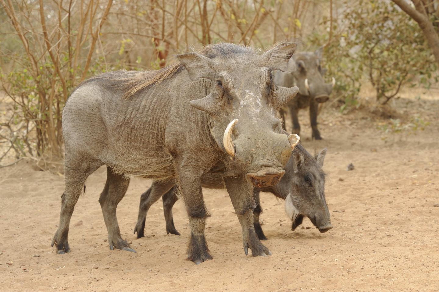 Wild Boars and Wart Hogs May have an internal Compass