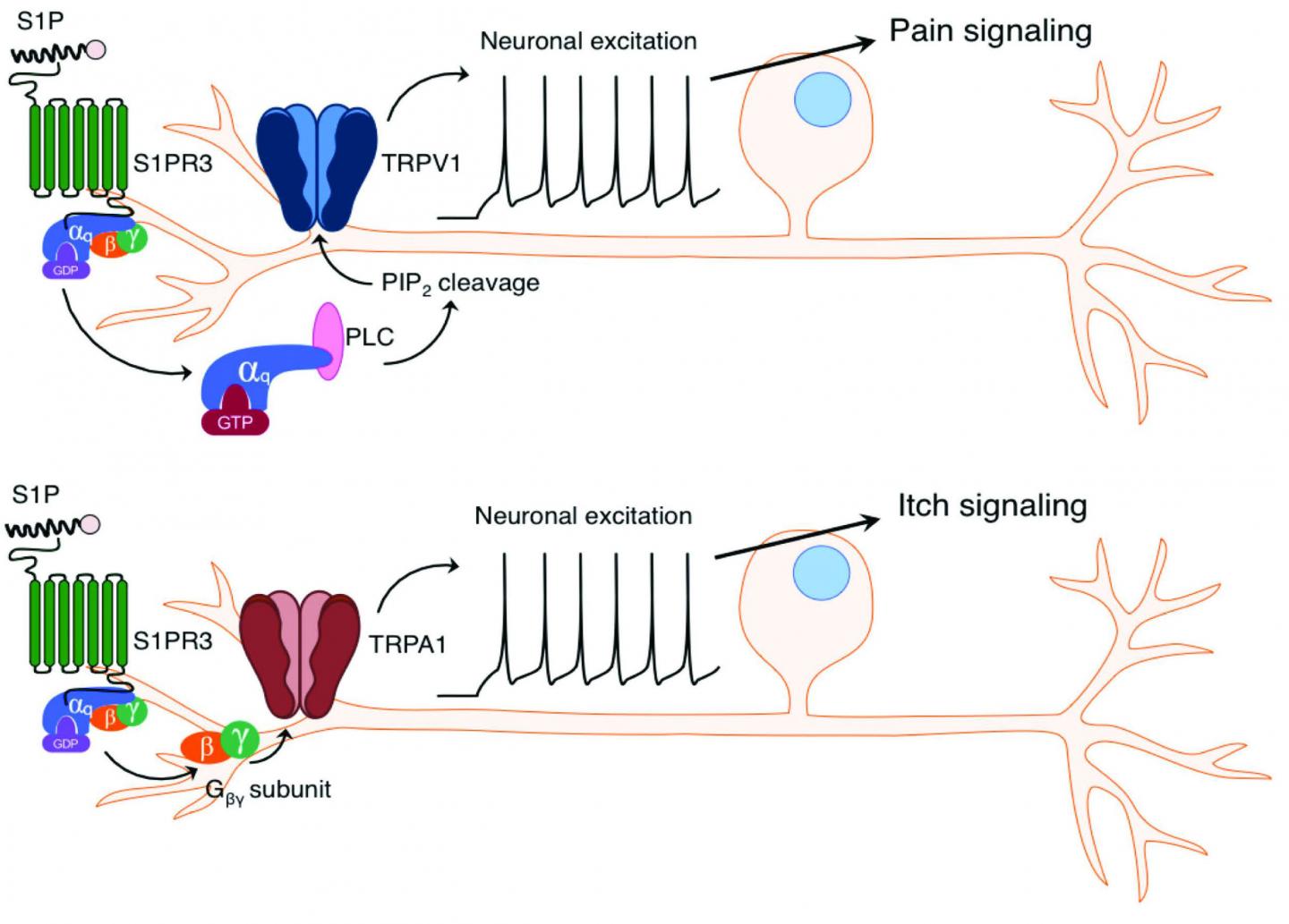 Molecular Switch Triggers Itch