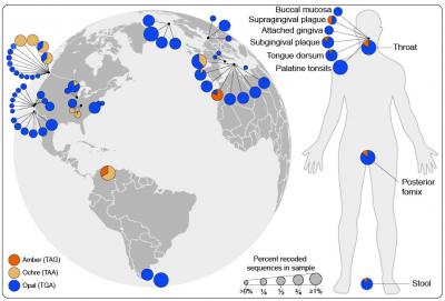 Codon Reassignment Global Sample Sourcing